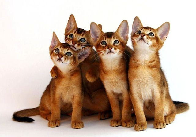 Особенности породы абиссинской кошки