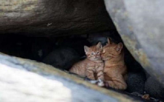 Американский остров заселили бездомные кошки