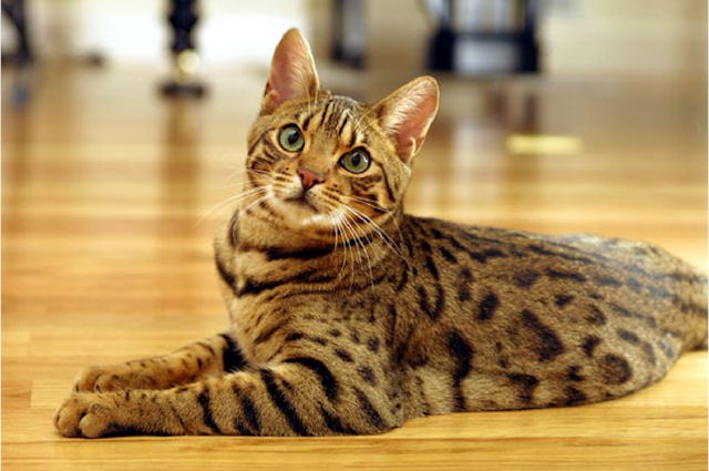 Порода кошек - бенгальская
