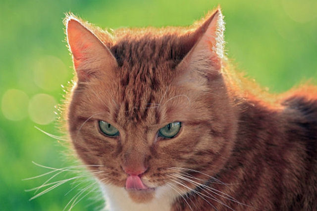 Блудный кот стал виновником вечеринки в британской деревне