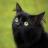 Черные кошки – залог удачи и спокойствия в доме