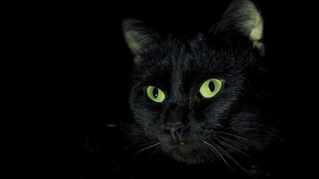 Черные кошки приносят в дом счастье