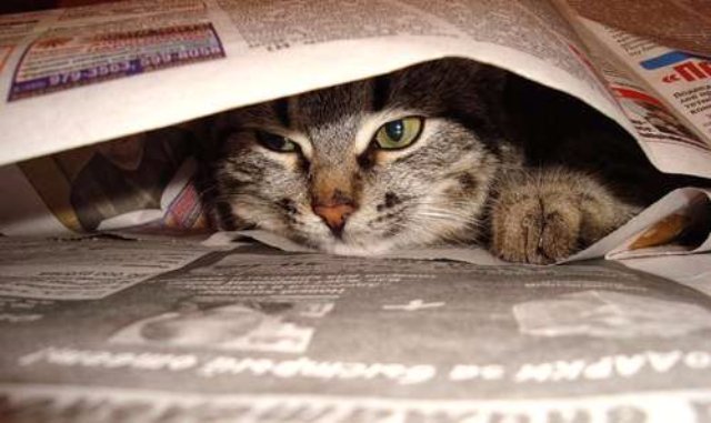 Читающая кошка — новая достопримечательность Йошкар-Олы