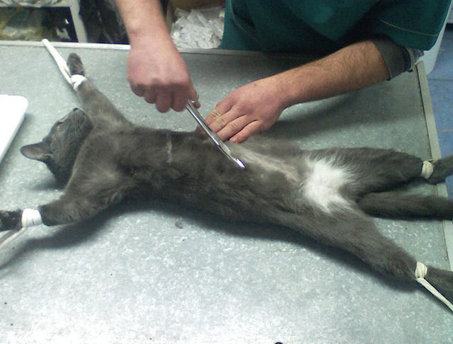 В Енакиево кошка ожила после смерти во время операции
