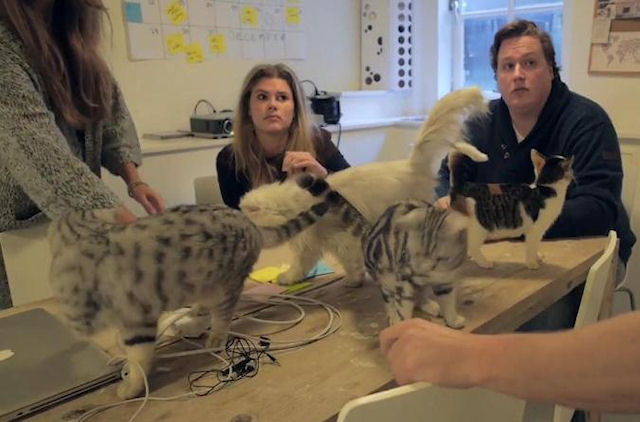 Голландская компания выпускает эксклюзивные вещи для кошек