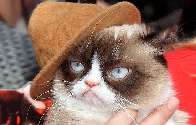 «Grumpy Cat» посетила MTV Movie Awards