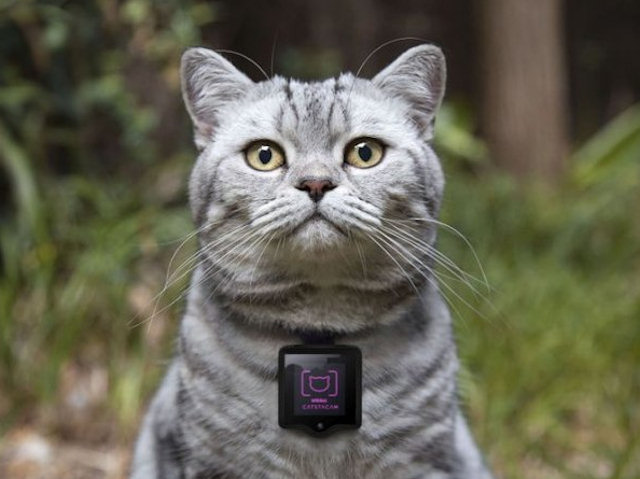 Изобретена личная камера для котов, позволяющая размещать фото в Instagram