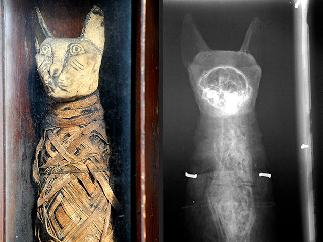 Кошачья мумия на чердаке напугала англичанина