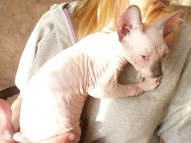 Кошка Афина обожает вязанные штанишки