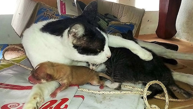 Кошка приняла новорожденного щенка за своего детёныша