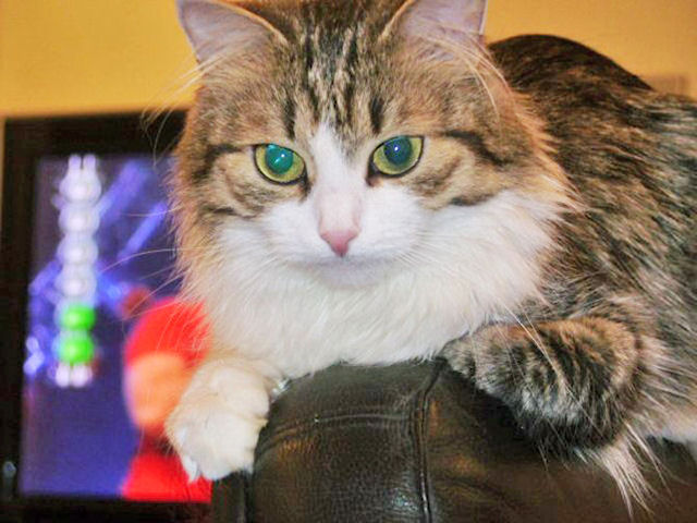 Кошка Сима определила победу «Бурана» над «Спутником»