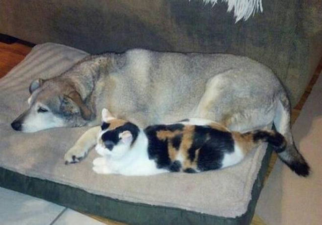 Кошка стала добровольной сиделкой для пса