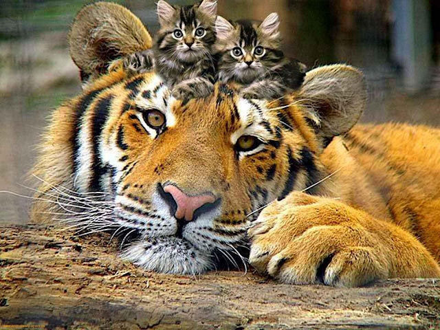 Кошки и тигры обладают одинаковой ДНК