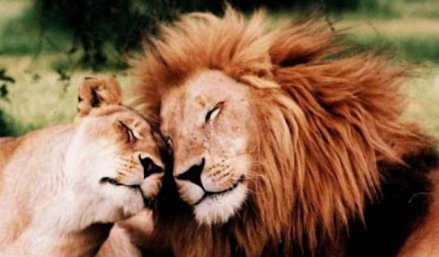 Кошки «обскакали» в охоте львов и тигров
