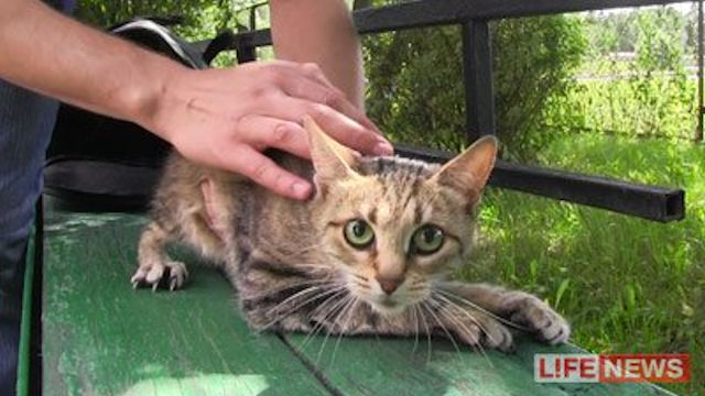 Житель Москвы выбросил кошку с 13 этажа