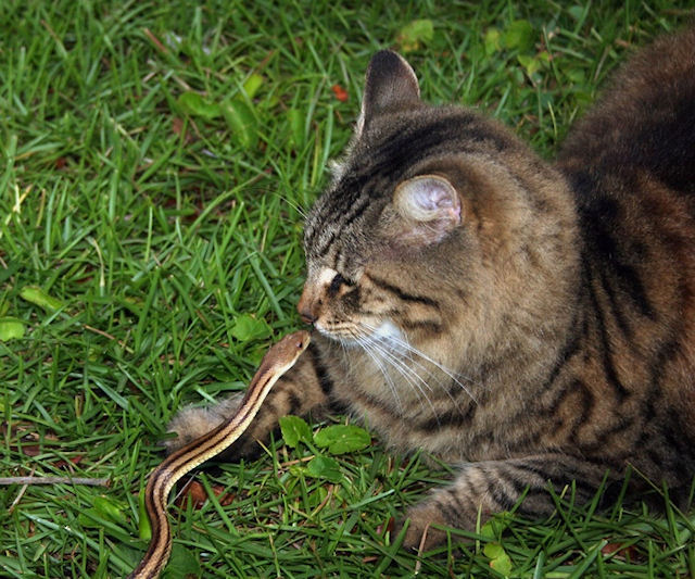 Кот-герой спас хозяев от змеи