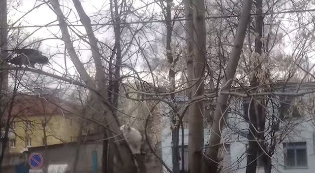 Кот и ворона устроили жёсткие разборки на дереве