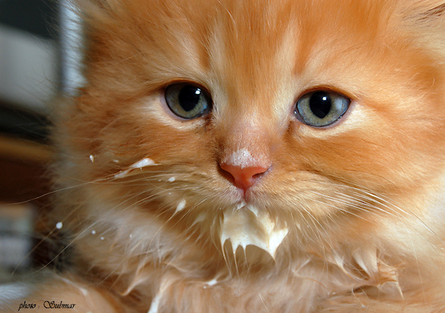 Кошки проверят качество молока и мяса на масленицу