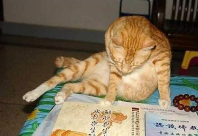 Кот освоил китайский язык