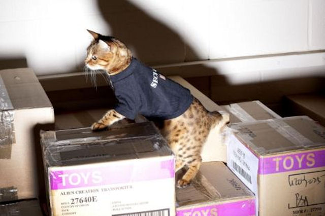 Бездомный кот получил работу охранника в магазине