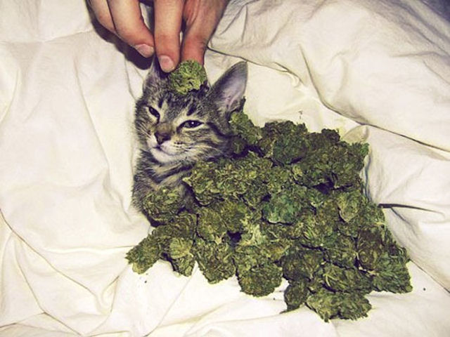 Кот преподнёс хозяйке необычный «подарок» в виде пакетика с марихуаной