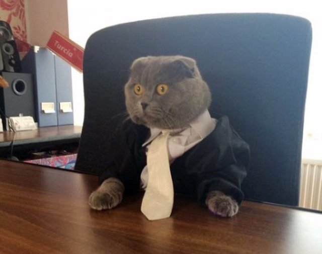 Кот стал работником интернет-компании