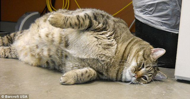 Кот Тефтелька признан самым тяжелым котом в мире