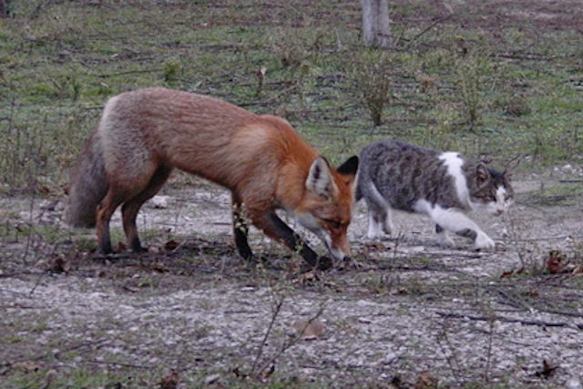 Кот Василий привёл лисёнка на территорию заповедника