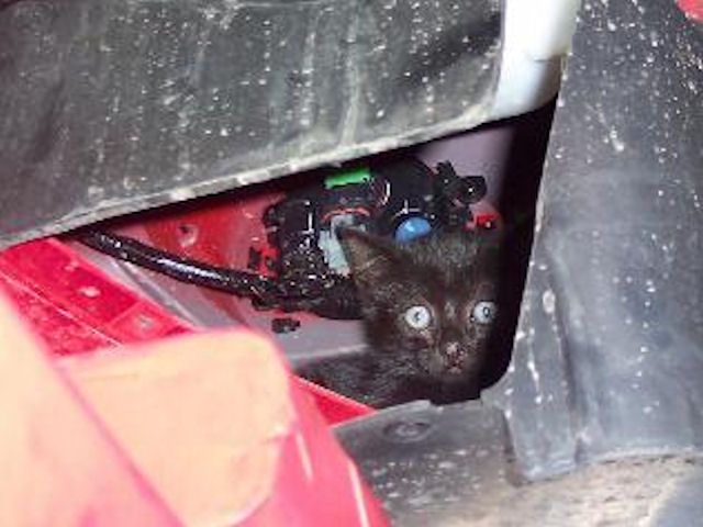 Кот выжил после попадания под бампер автомобиля