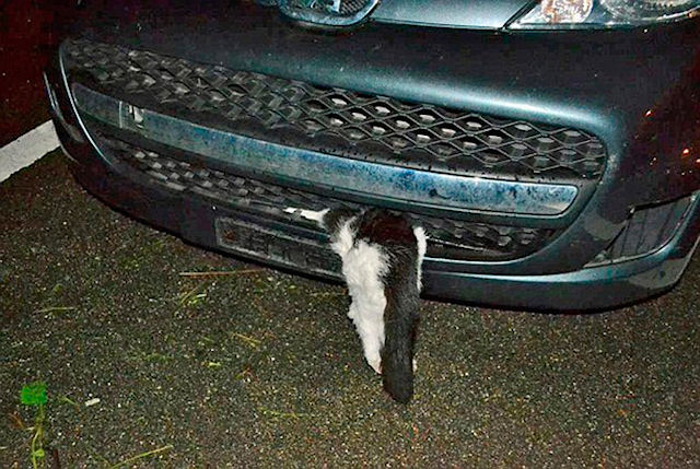 Кот выжил после мощнейшего удара автомобиля