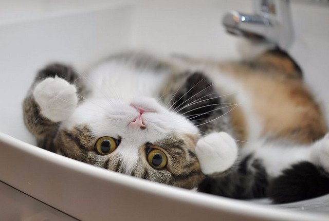 Кота живьём замуровали в ванной