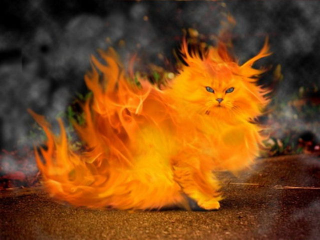 Коты предупредили хозяев о пожаре