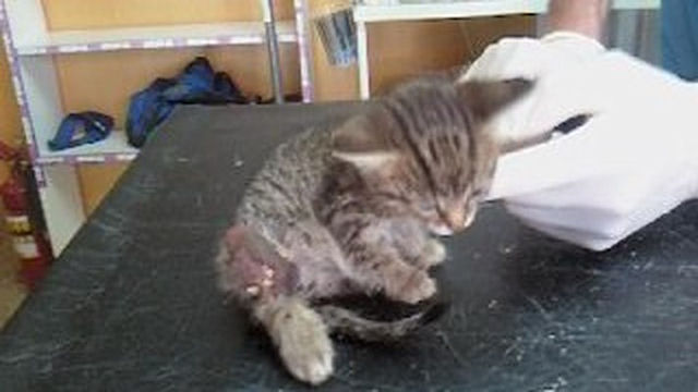 Самарский котёнок выжил после нападения ворон