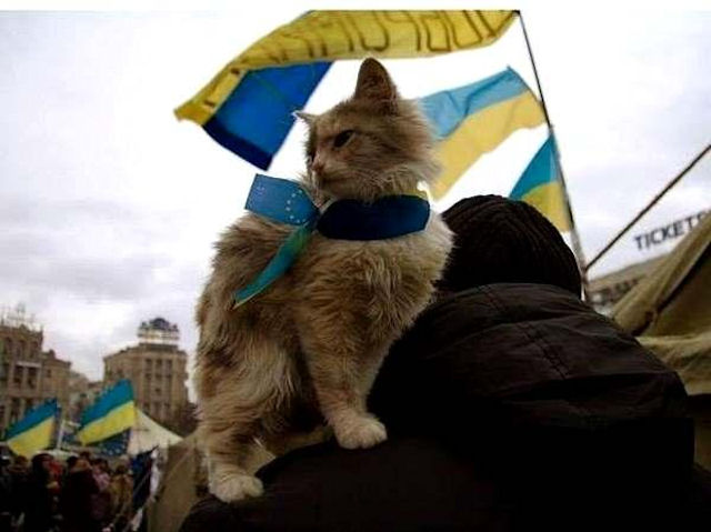 Котёнок спасся благодаря флагу Украины