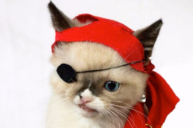 Котёнок стал «пиратом» из-за нападения енота