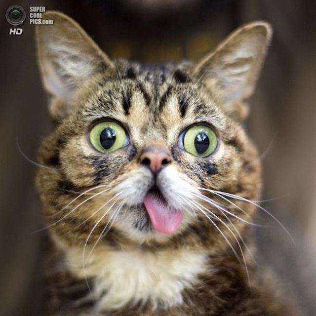 Lil Bub – кошка с большими глазами