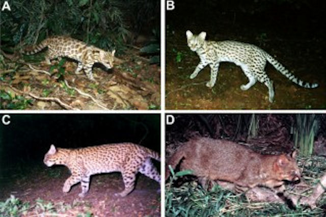 Неизвестные науке кошки обнаружены в Бразилии