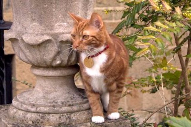 Новый кот осваивает резиденцию Черчилля