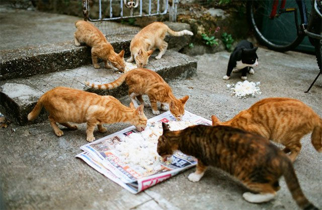 Жительницу Франции оштрафовали за кормление бездомных кошек
