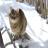 Мужчина отсудил сибирскую кошку после трех лет разбирательств