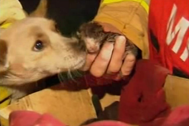 Отважный пёс Лео спас новорожденных котят