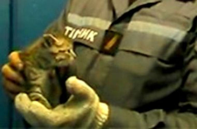 Пожарные спасли котёнка, застрявшего в вентиляционной шахте