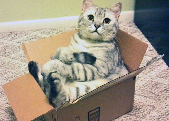 Раскрыт секрет кошачьей тяги к коробкам