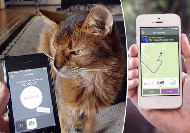 ResQwalk — приложение, призванное помочь кошкам в приютах