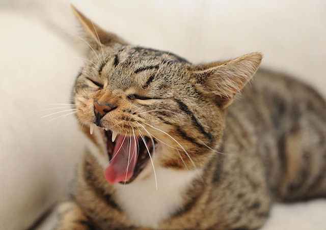 Английский кот поборется за звание «Самого отважного кота»