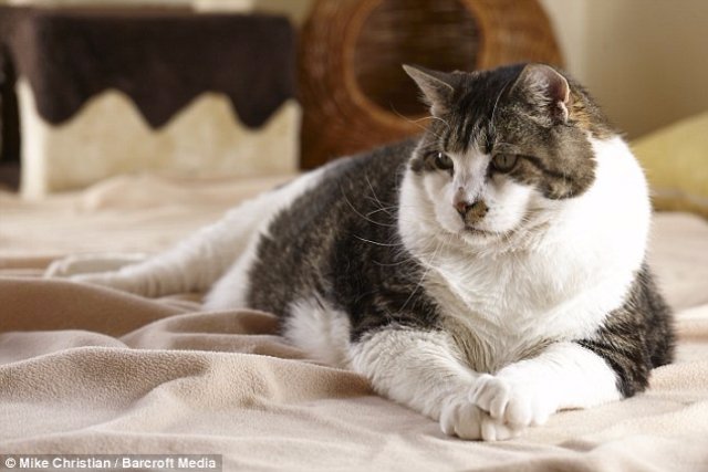 Самый толстый в мире кот сбросил несколько килограммов