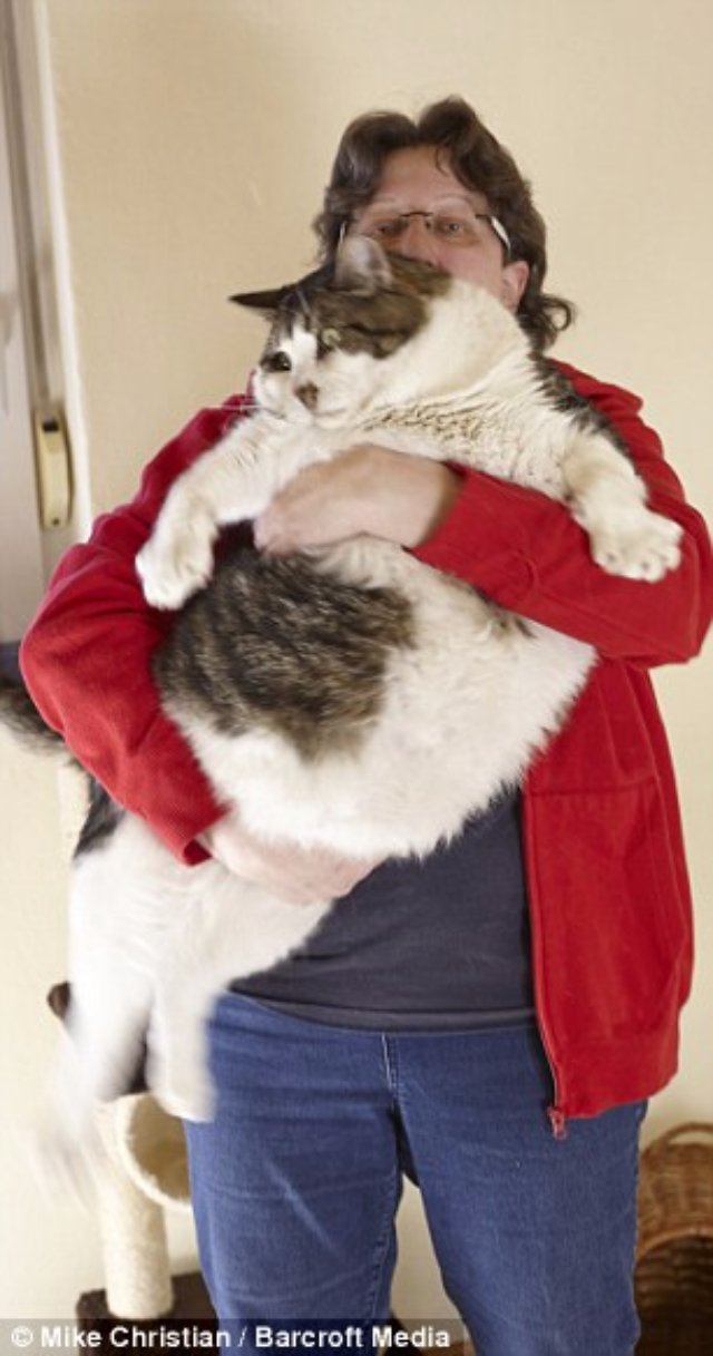 Самый толстый в мире кот сбросил несколько килограммов
