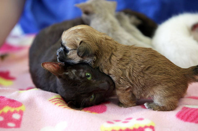 Сиамская кошка усыновила щенка ши-тцу