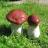 Сибирские грибы – отличное антивирусное средство