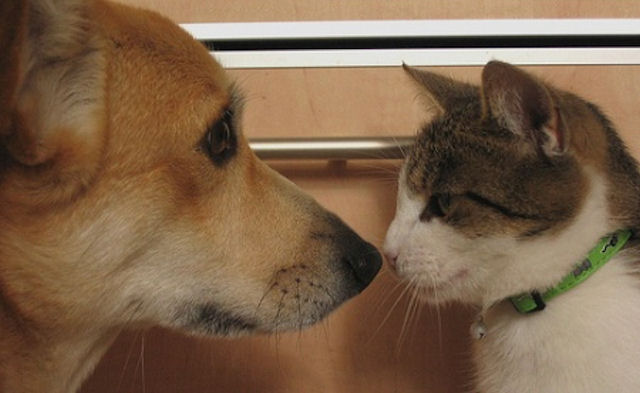 Собаку и кошку объединили кровные узы